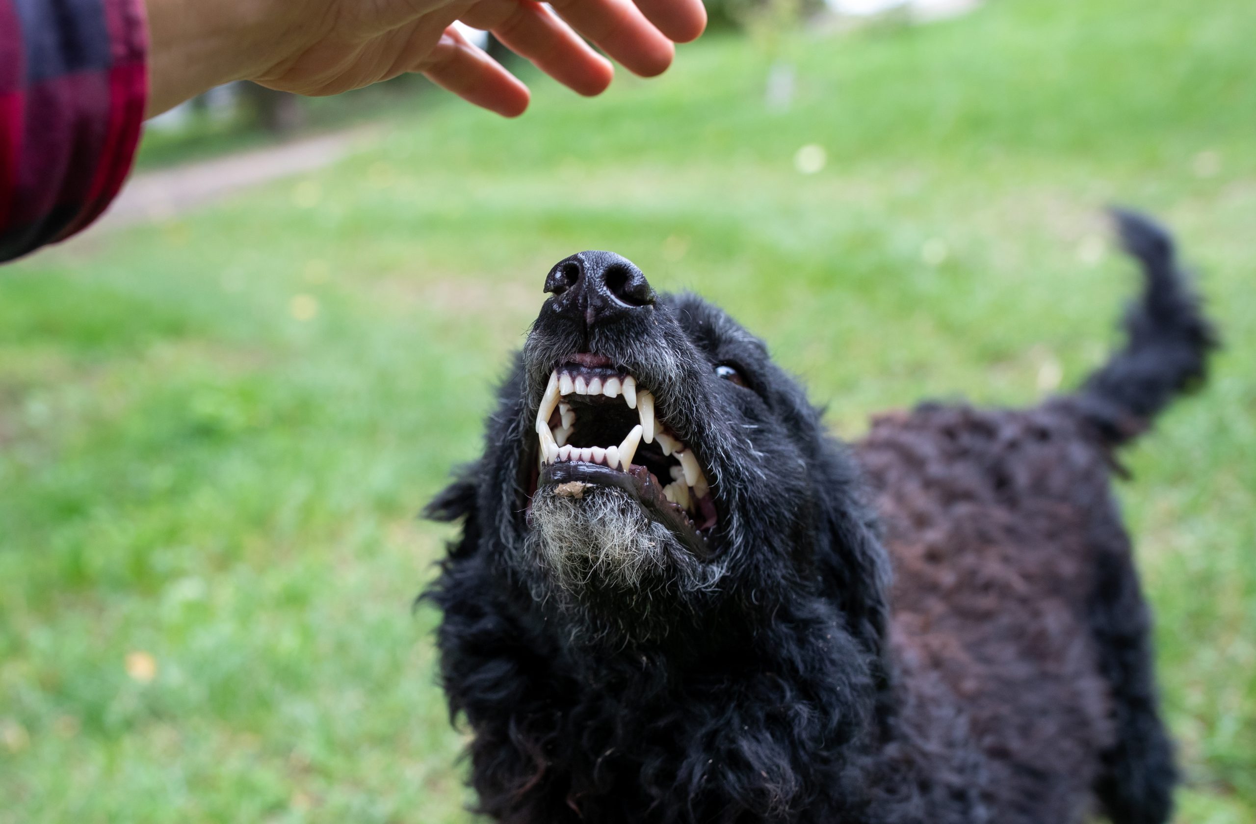 Dog bite accident in Atlanta